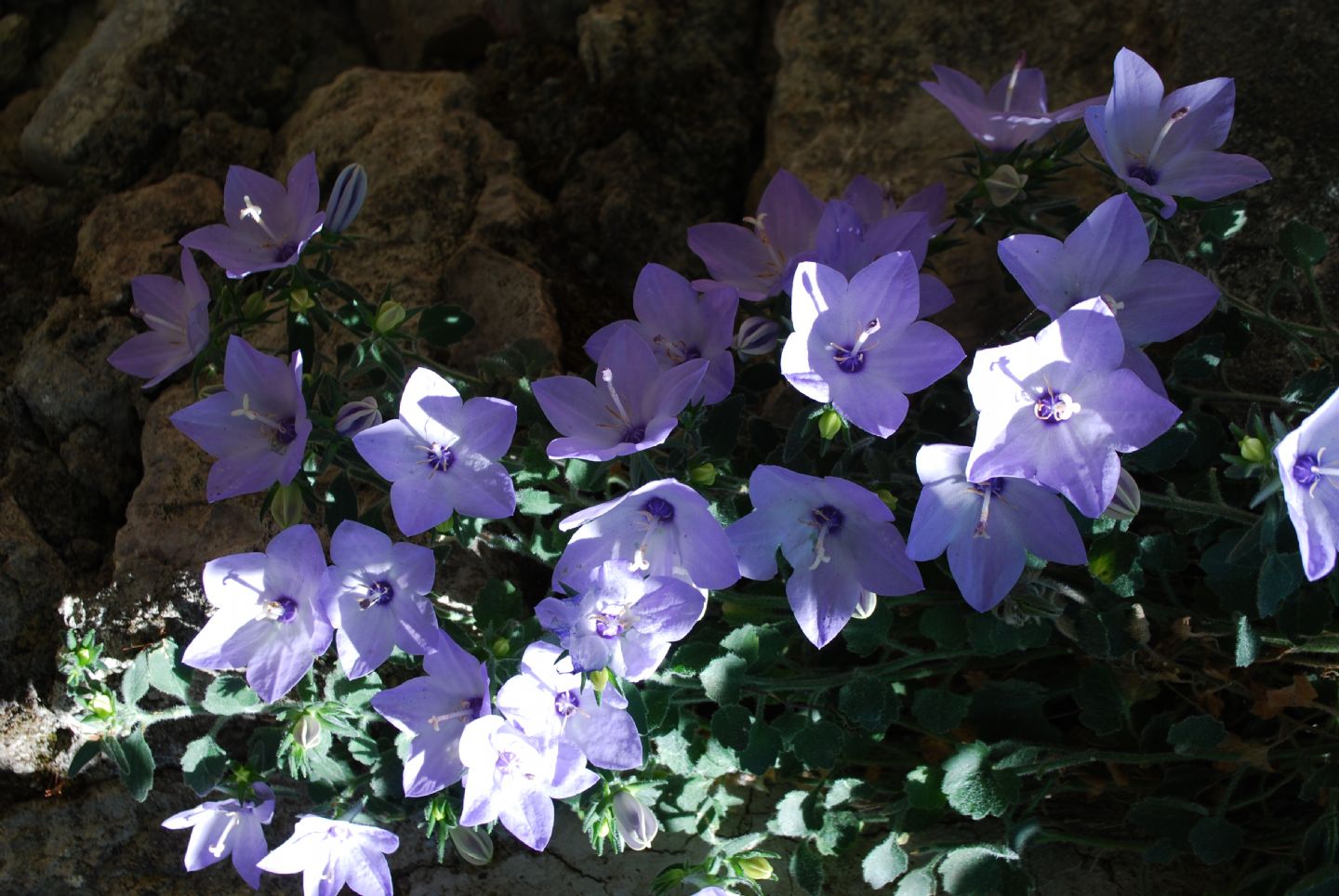 Campanula fragilis