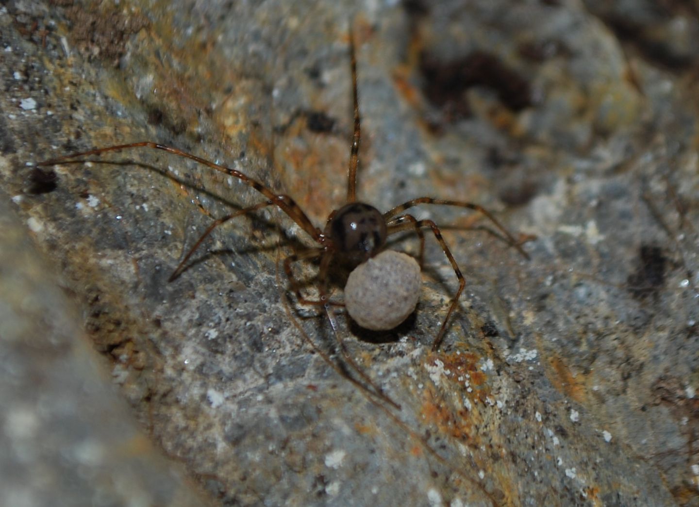 femmina di Nesticus sp. con ovisacco - Vico Equense (NA)