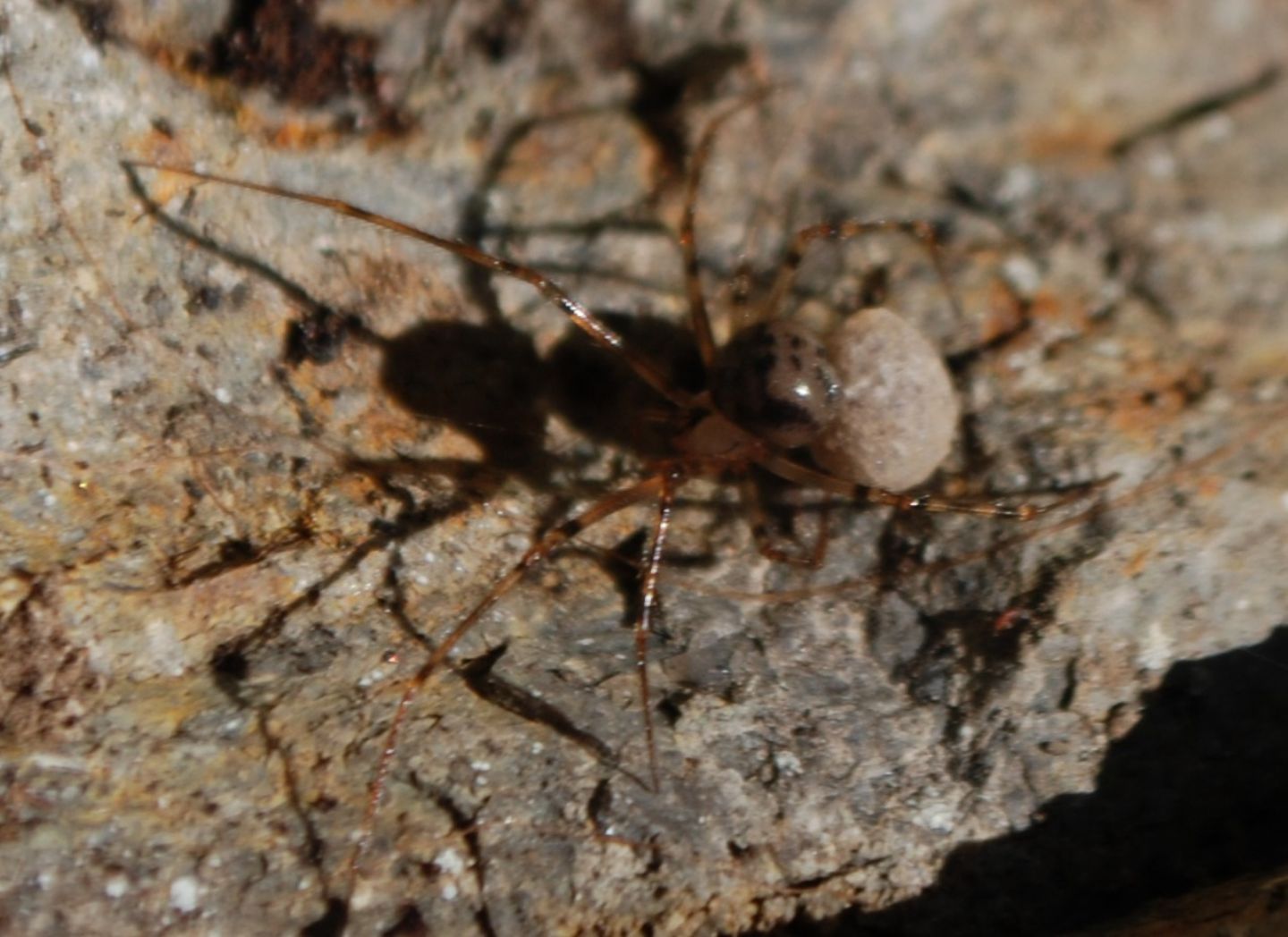 femmina di Nesticus sp. con ovisacco - Vico Equense (NA)