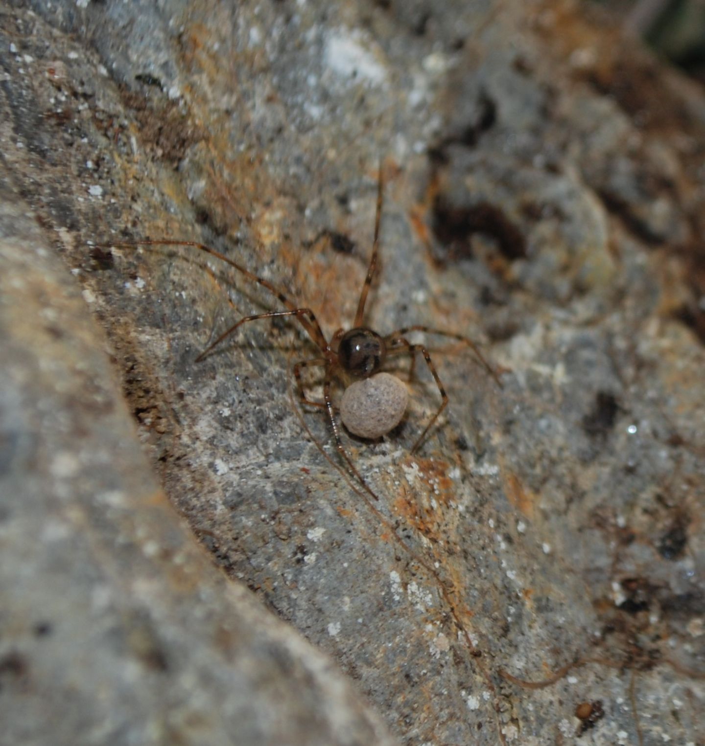 femmina di Nesticus sp. con ovisacco - Vico Equense (NA)