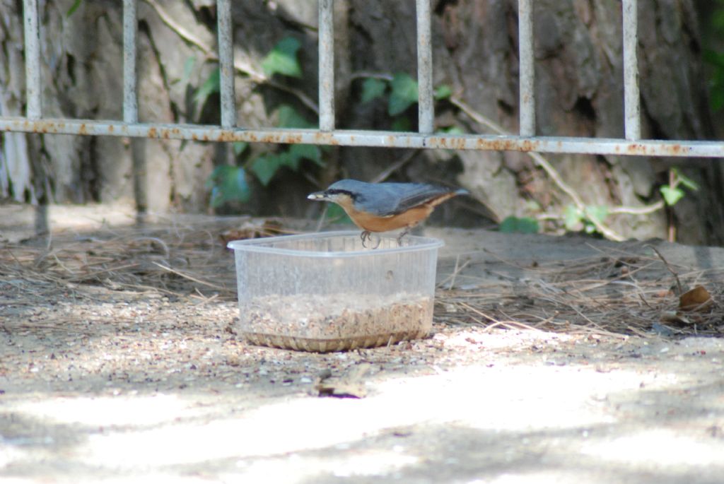 piccolo uccello da identificare: Picchio muratore (Sitta europaea)