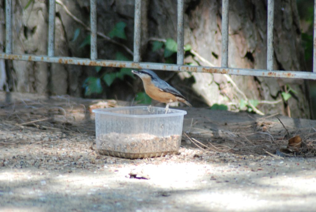 piccolo uccello da identificare: Picchio muratore (Sitta europaea)