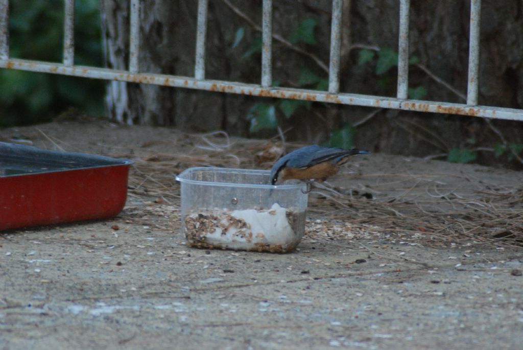 piccolo uccello da identificare: Picchio muratore (Sitta europaea)