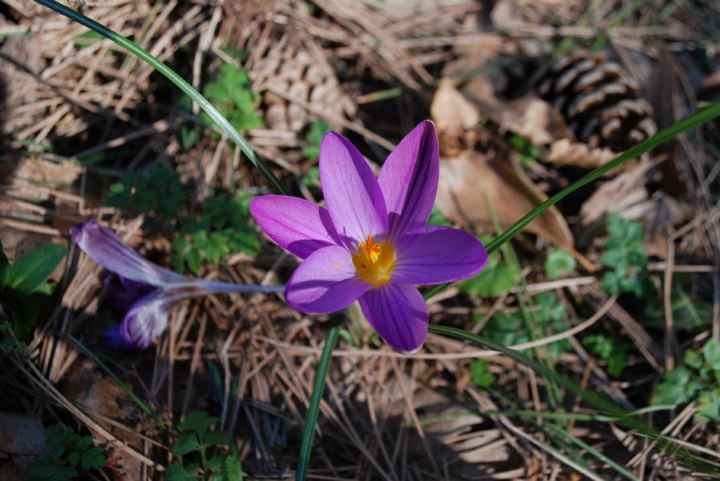 Crocus imperati  da confermare