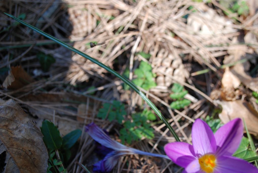 Crocus imperati  da confermare