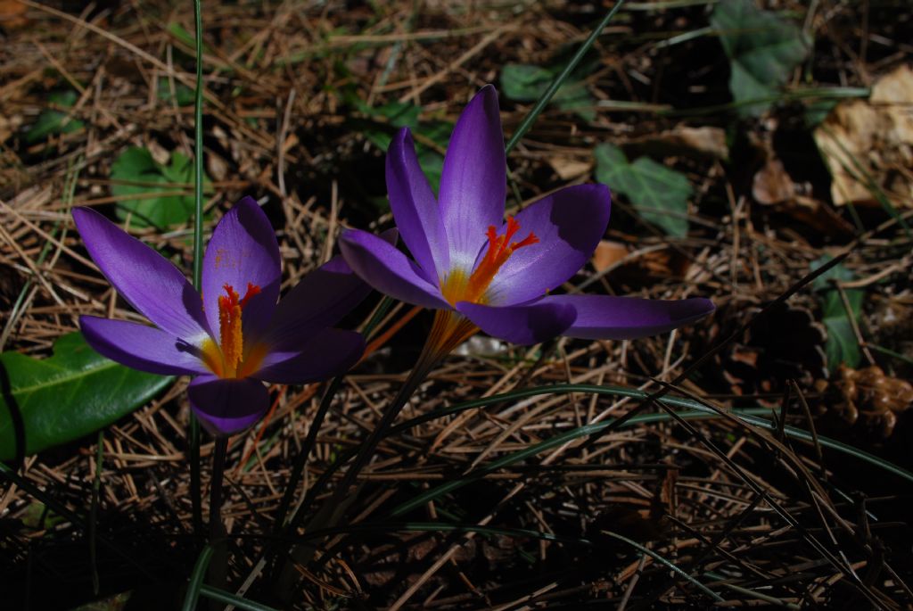 Crocus imperati  da confermare