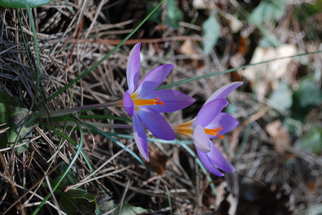 Crocus imperati  da confermare