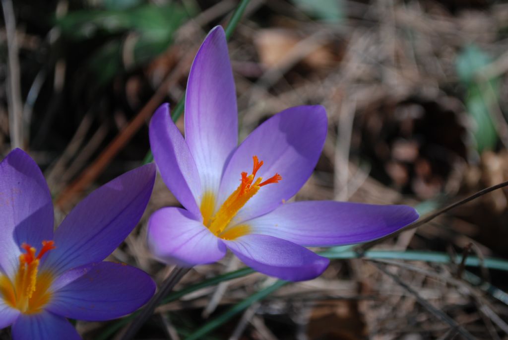 Crocus imperati  da confermare