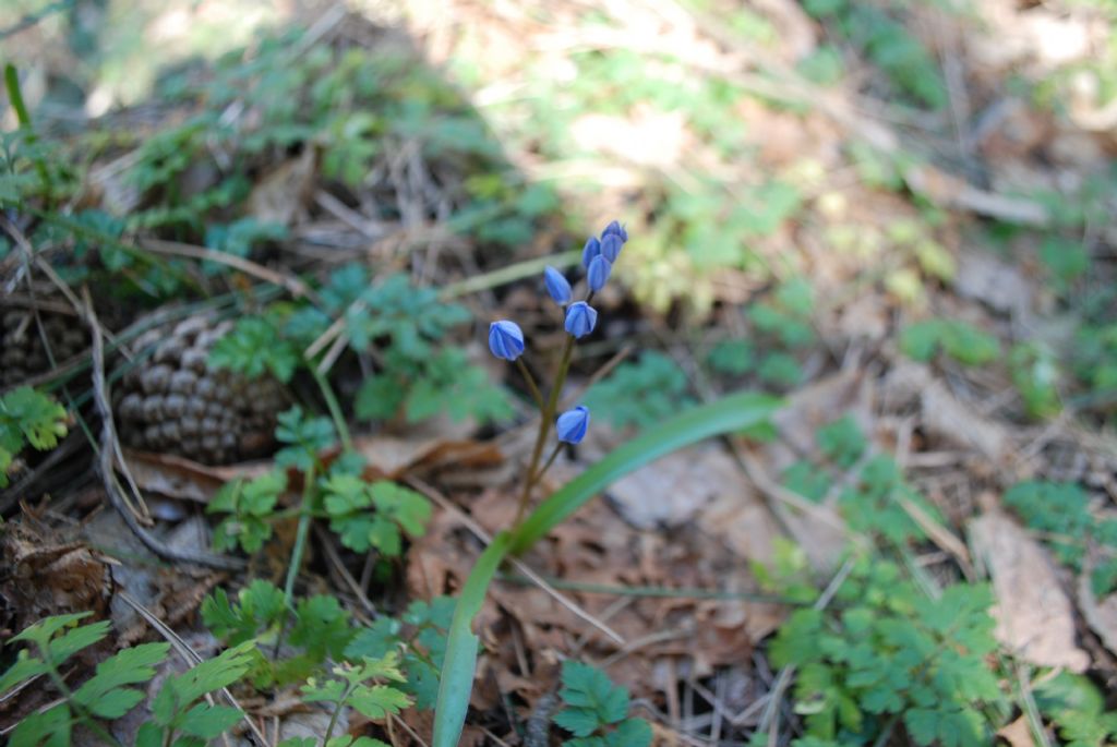 Scilla bifolia
