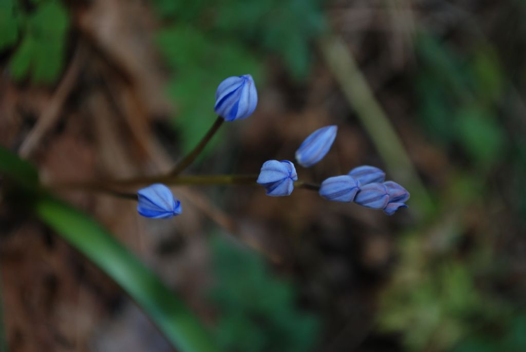 Scilla bifolia