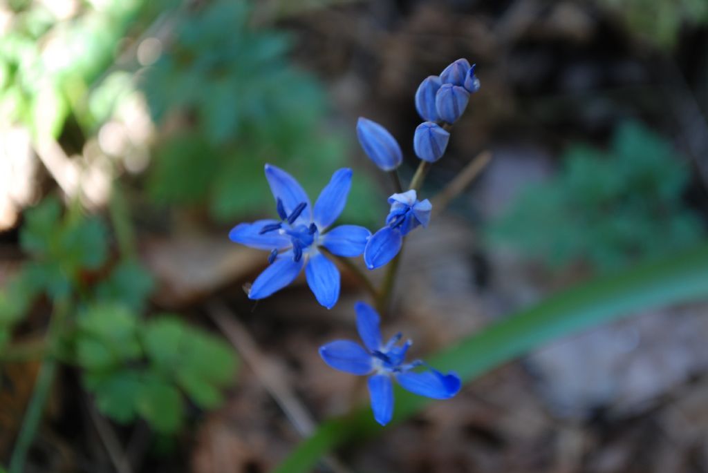 Scilla bifolia