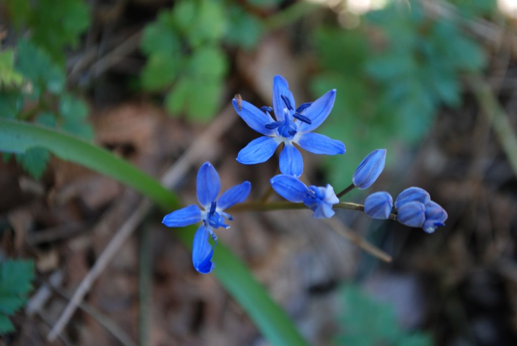 Scilla bifolia