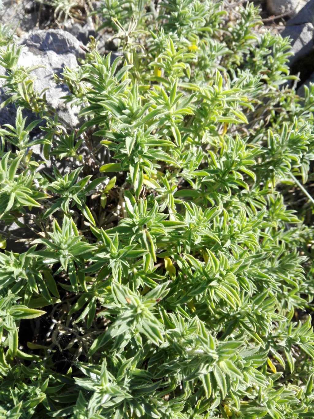 Satureja montana da confermare