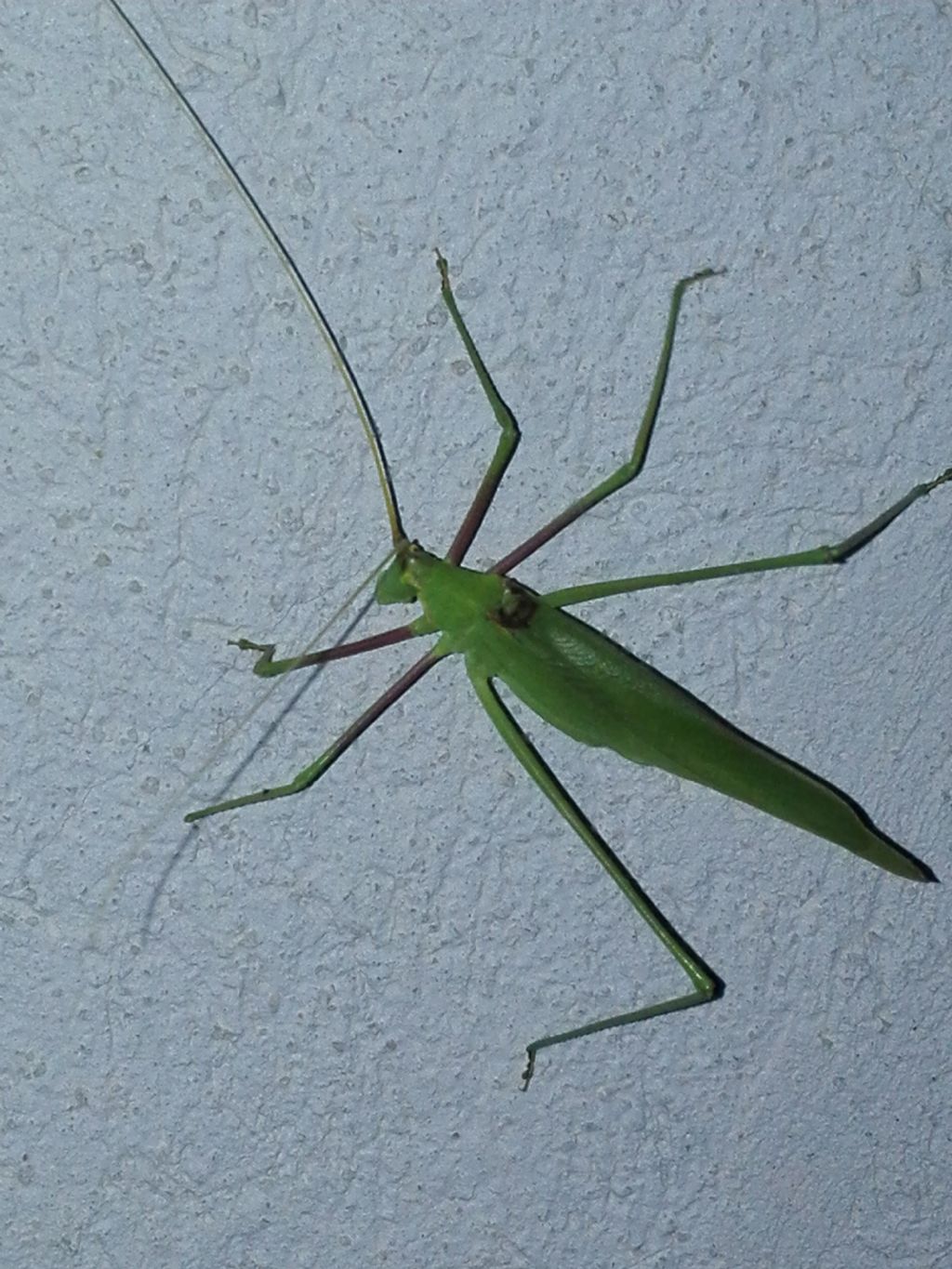 Da identificare, monti lattari, vico equense (NA), circa 1000 m. slm