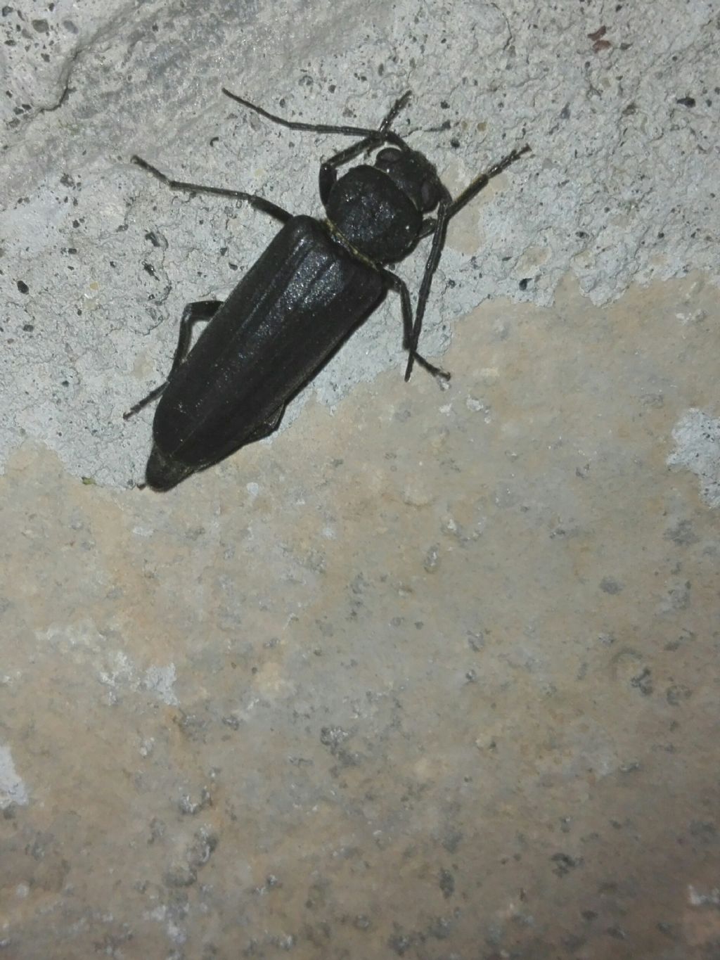 Cerambycidae: Arhopalus sp.