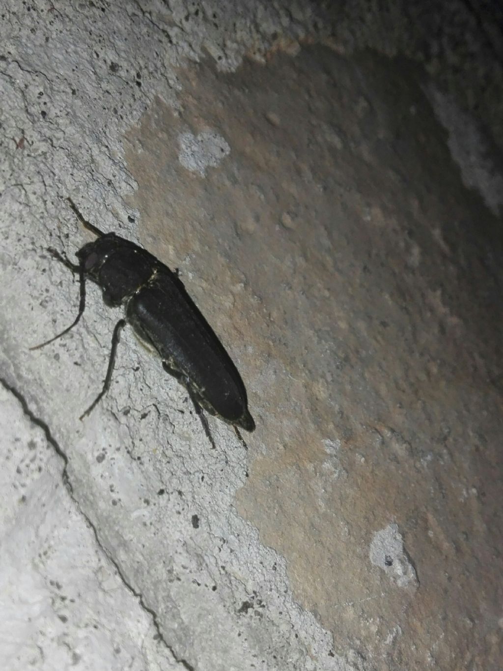 Cerambycidae: Arhopalus sp.