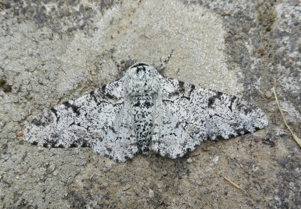 Farfalla da identificare: Biston betularia - Geometridae