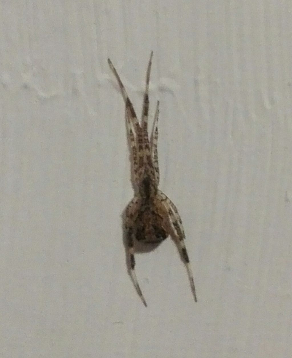 Episinus  maculipes - Vico Equense (NA)
