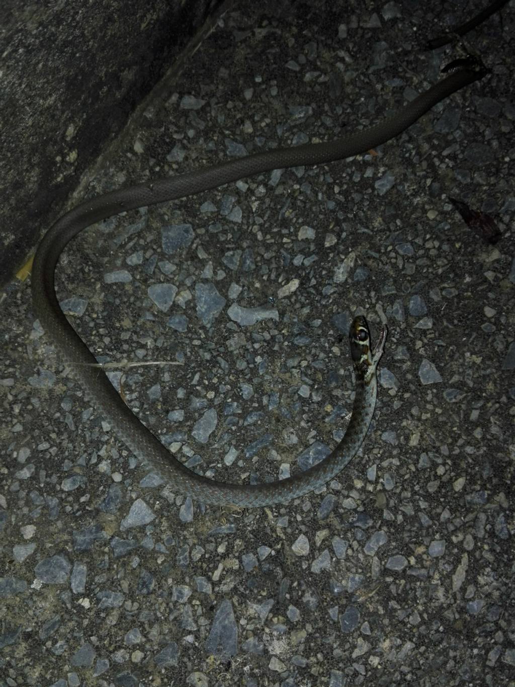 Piccolo serpente trovato morto: Giovane biacco (Hierophis carbonarius)
