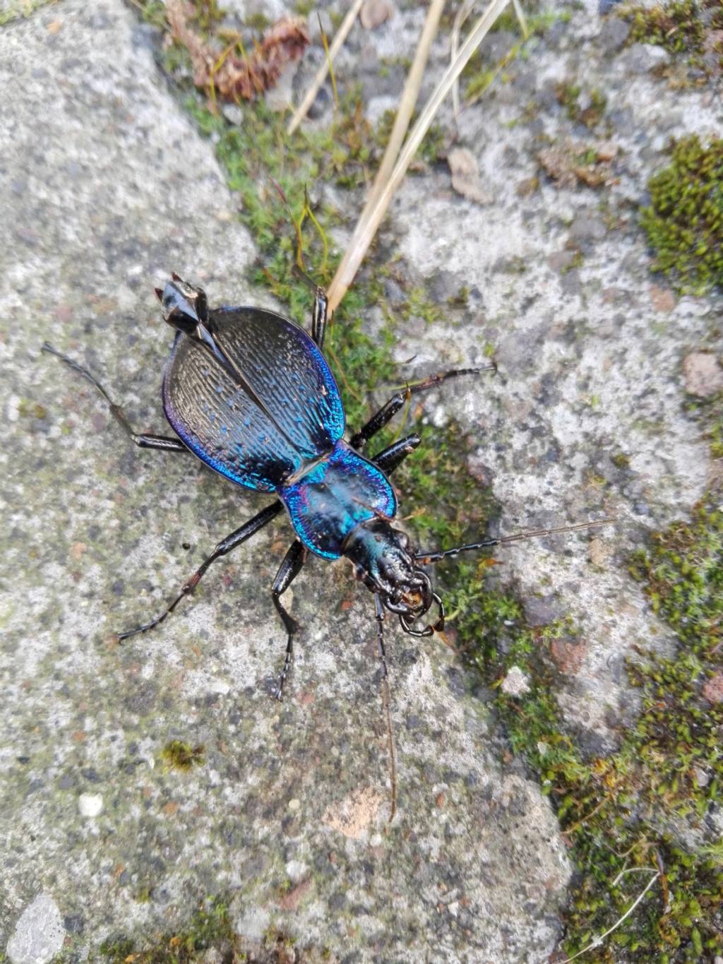 Carabus violaceus?? no, Carabus lefebvrei bayardi