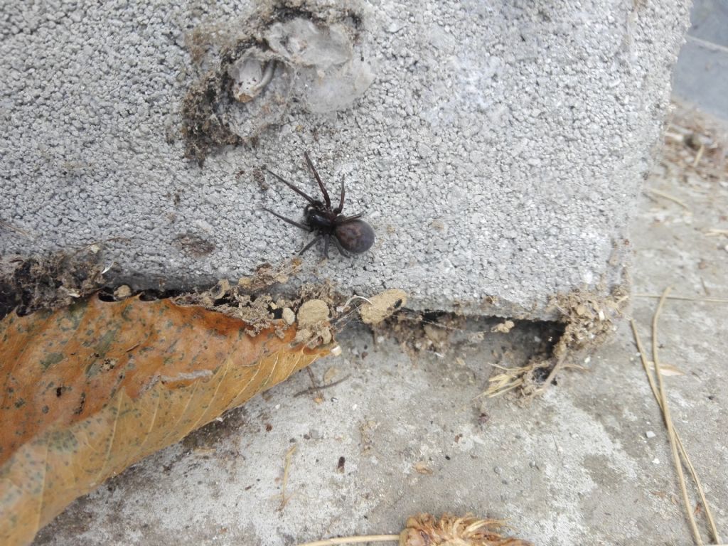 Amaurobius sp? Monte Faito (NA)