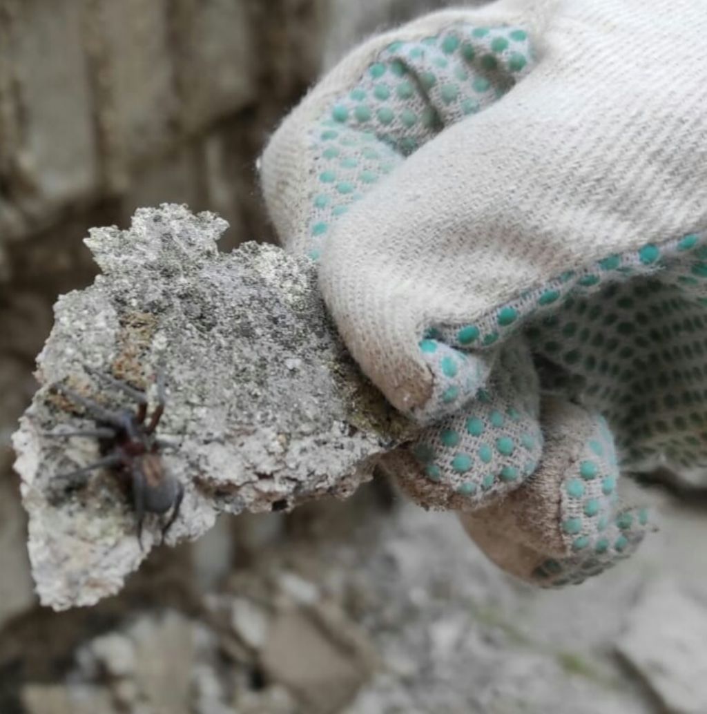 Amaurobius sp? Monte Faito (NA)