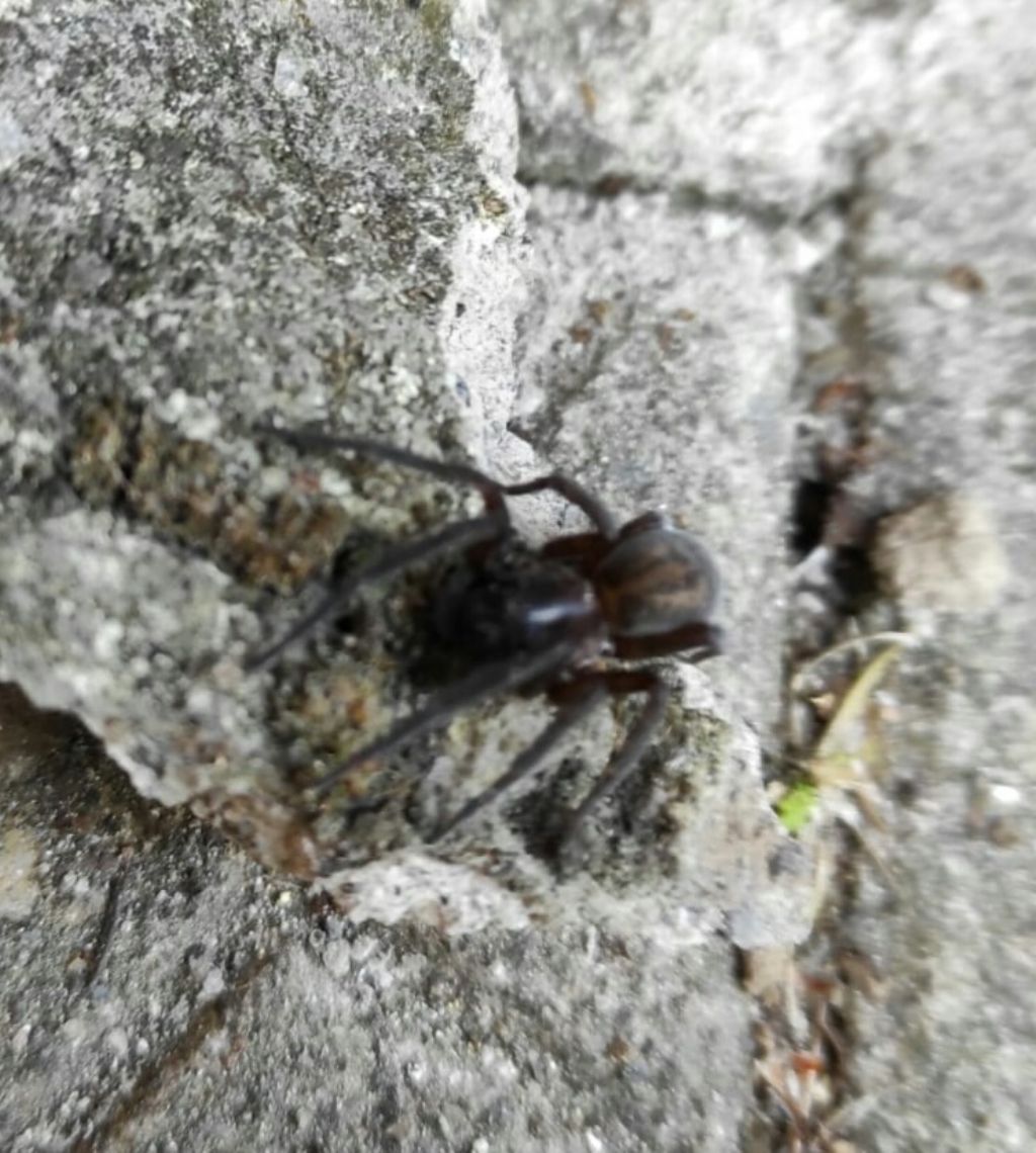 Amaurobius sp? Monte Faito (NA)