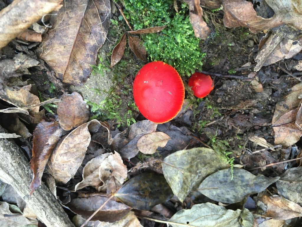 fungo da determinare (1 di 7)