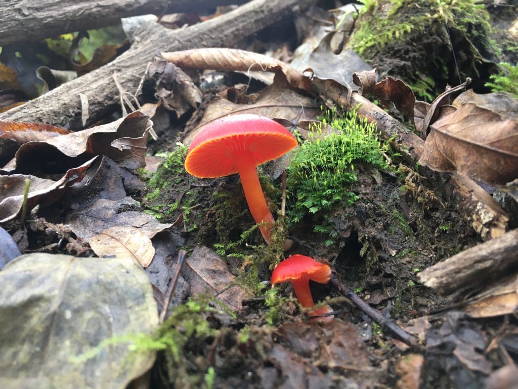 fungo da determinare (1 di 7)