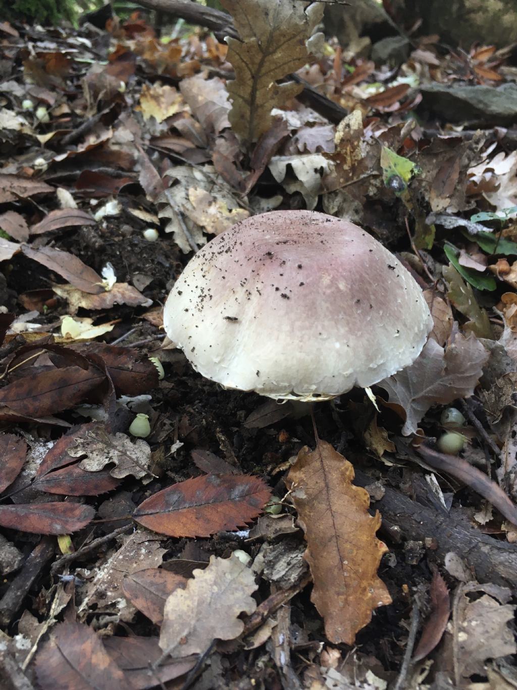 fungo da determinare (2 di 7)