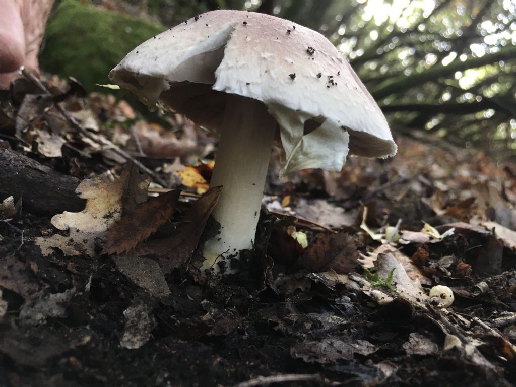 fungo da determinare (2 di 7)