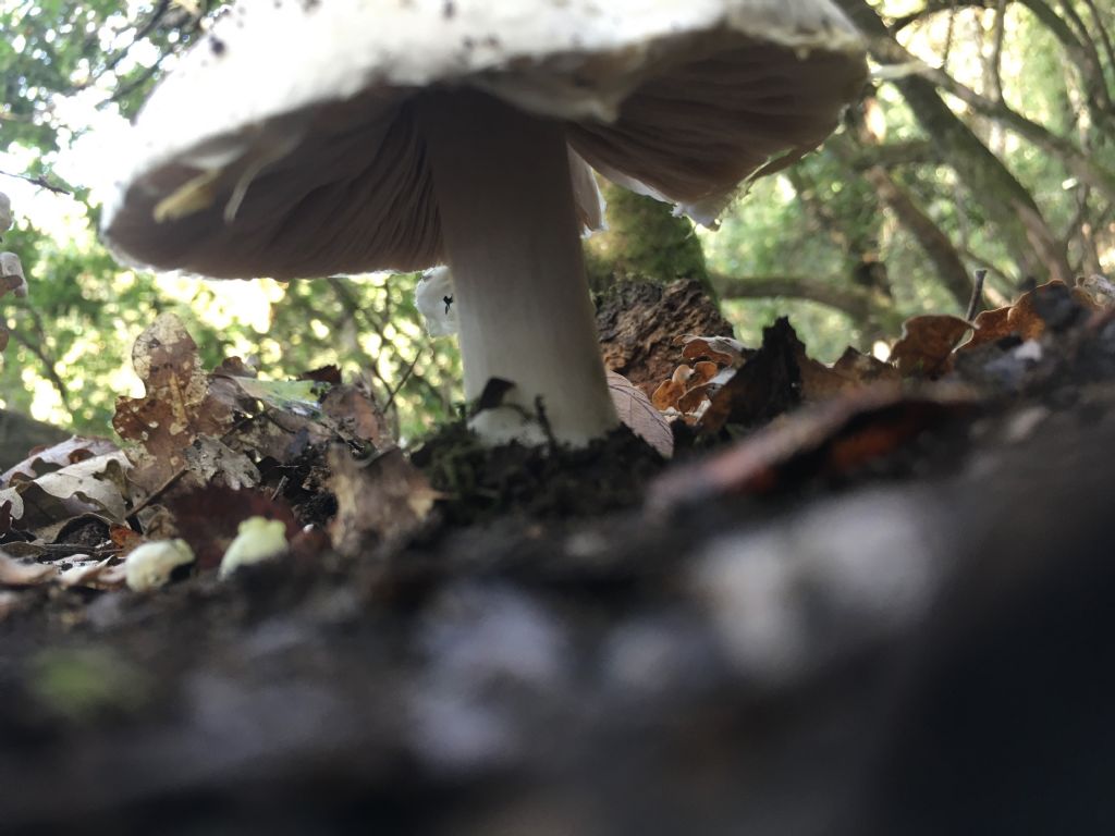 fungo da determinare (2 di 7)