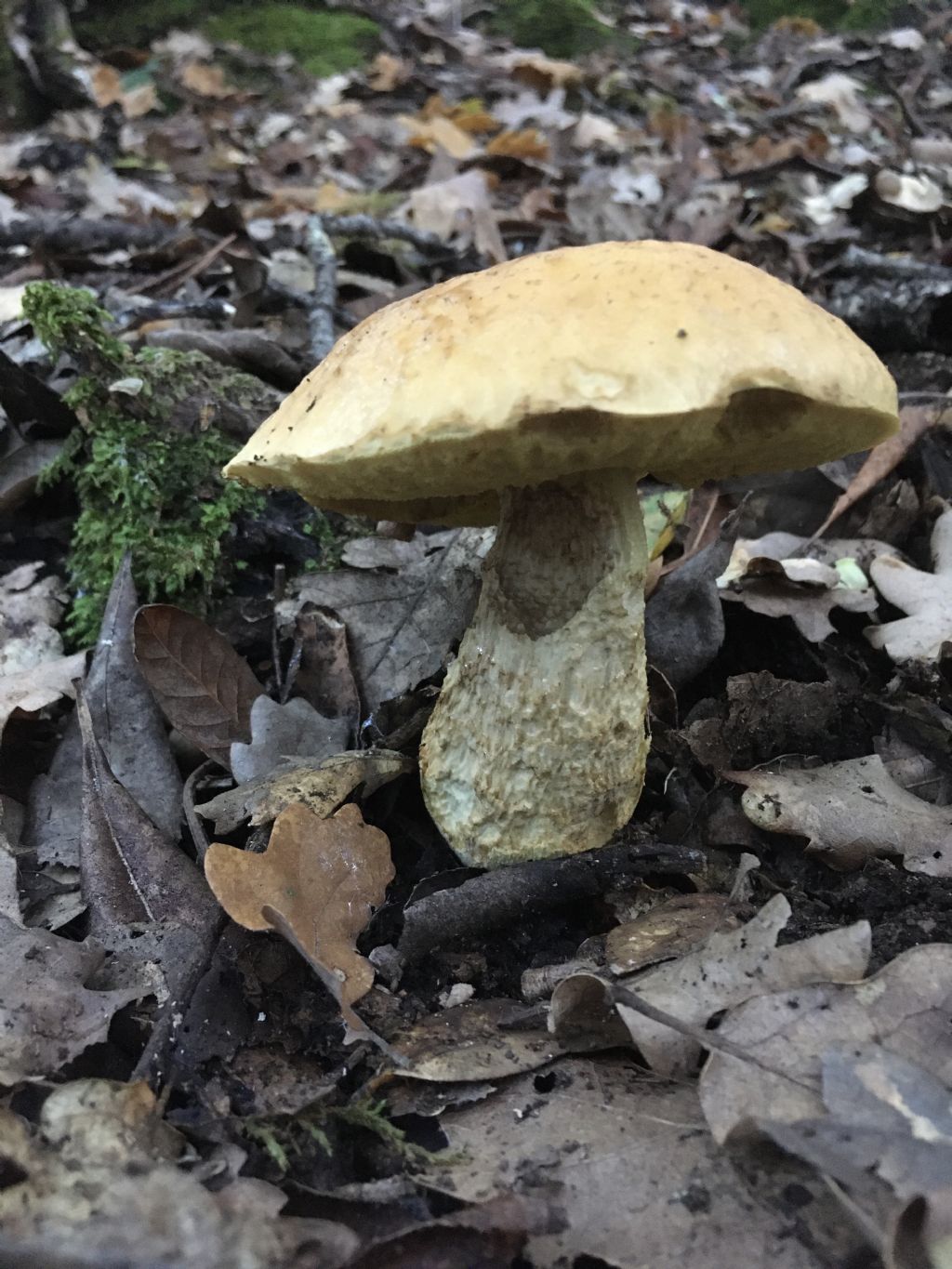 fungo da determinare (3 di 7)