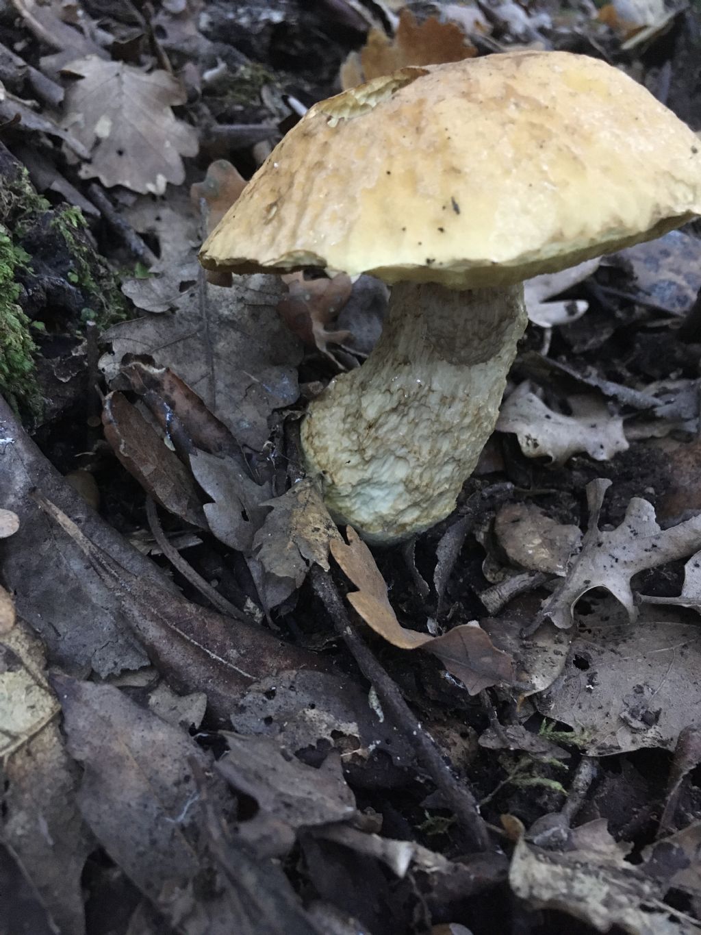 fungo da determinare (3 di 7)