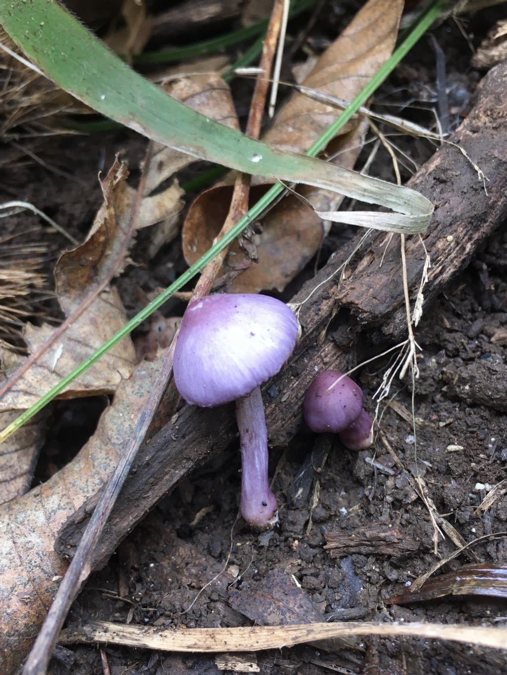 fungo da determinare (5 di 7)