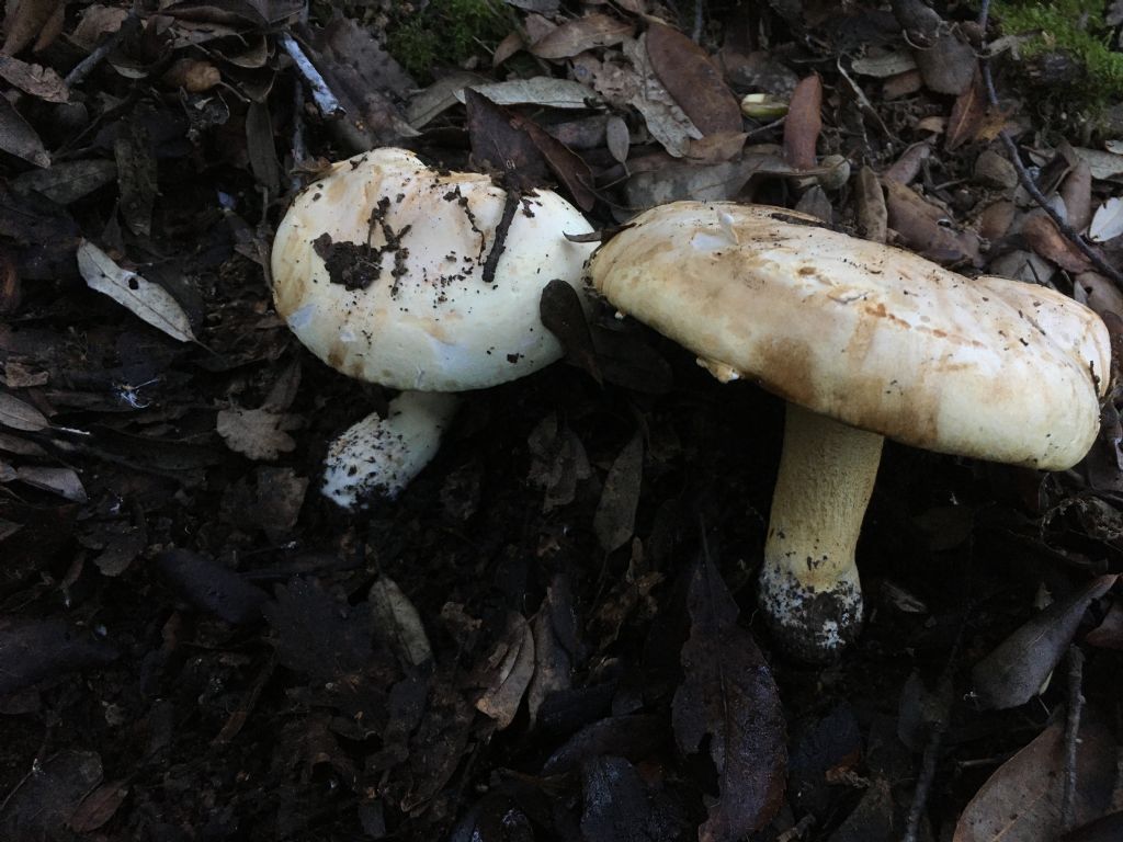 fungo da determinare (4 di 7)