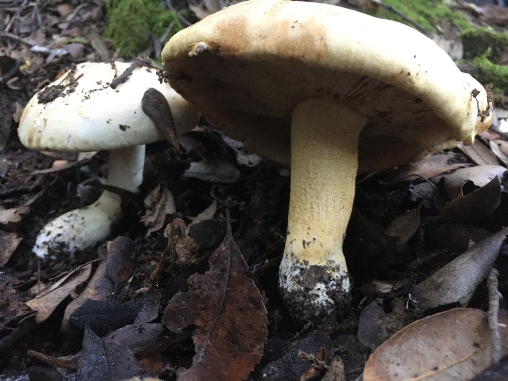 fungo da determinare (4 di 7)