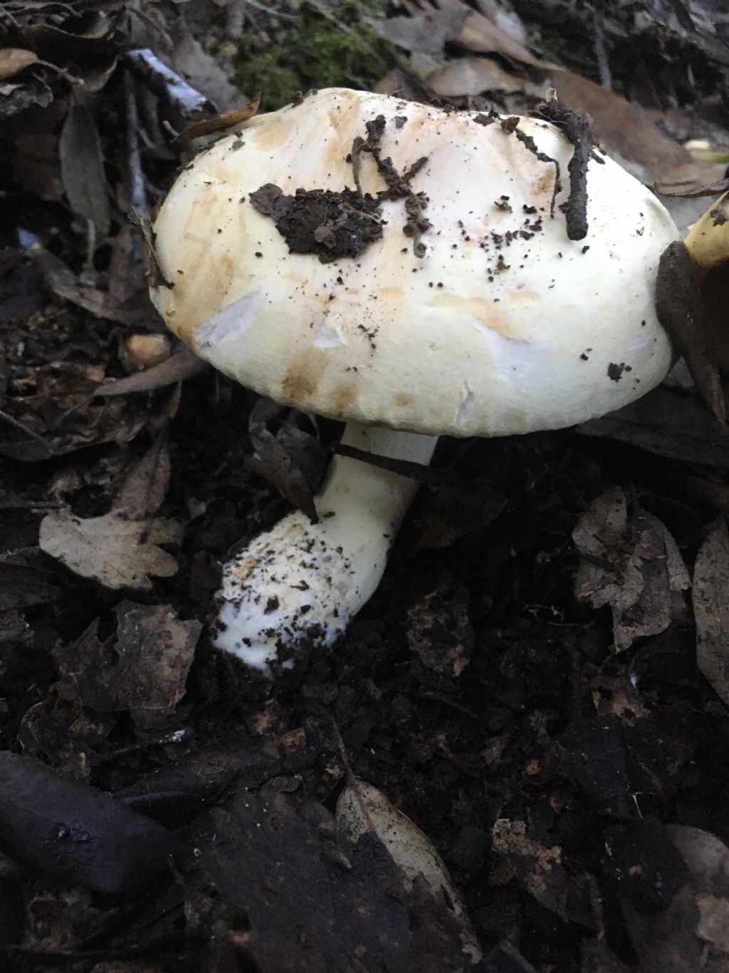 fungo da determinare (4 di 7)