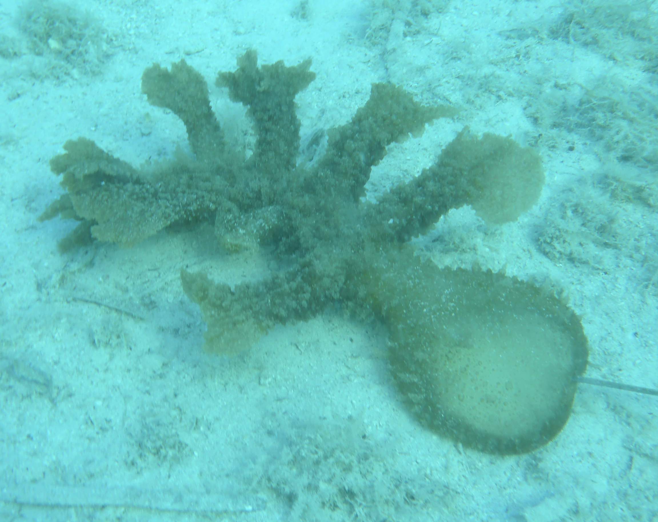 Melibe viridis da Korčula (Croazia)