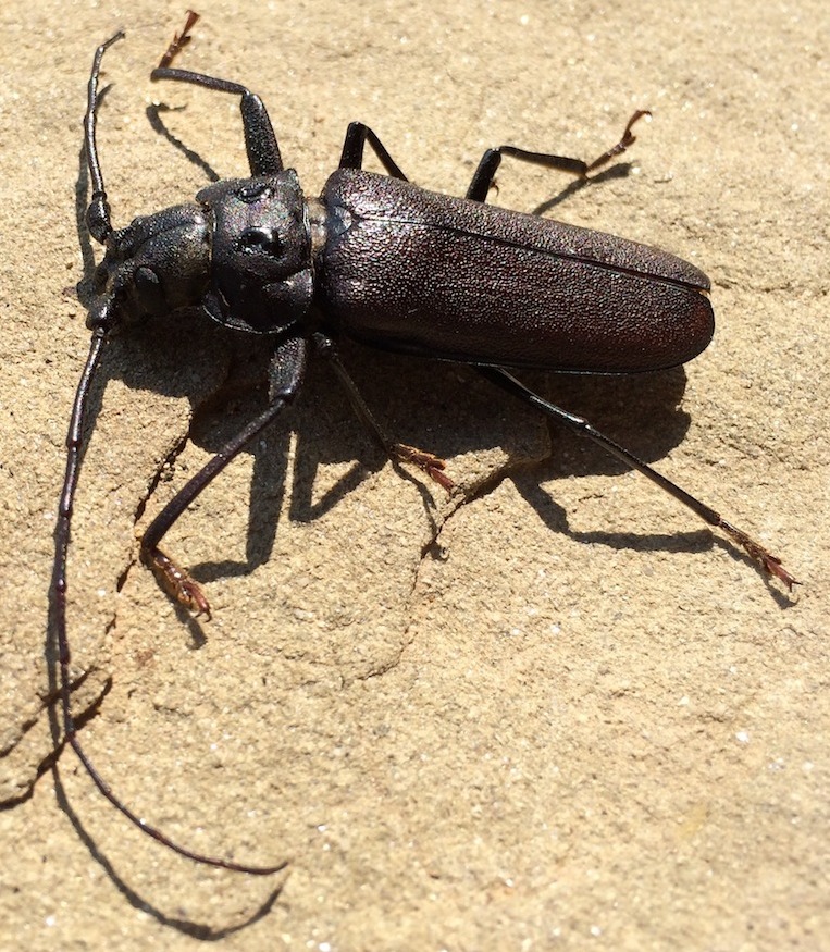 Ergates faber, maschio, Cerambycidae