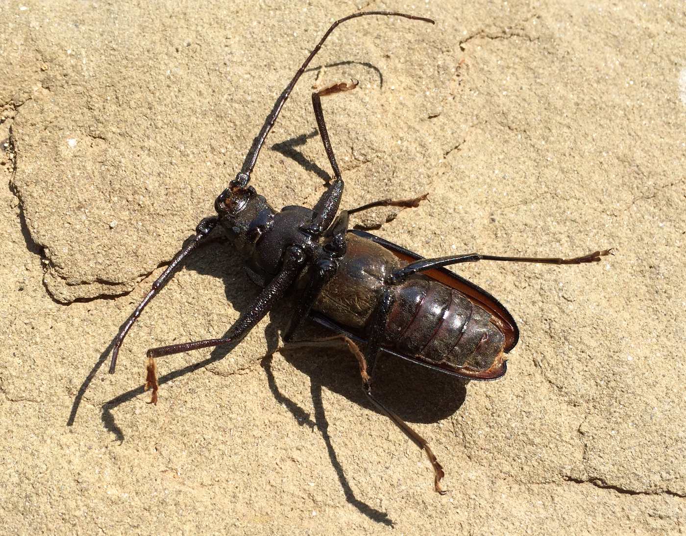 Ergates faber, maschio, Cerambycidae