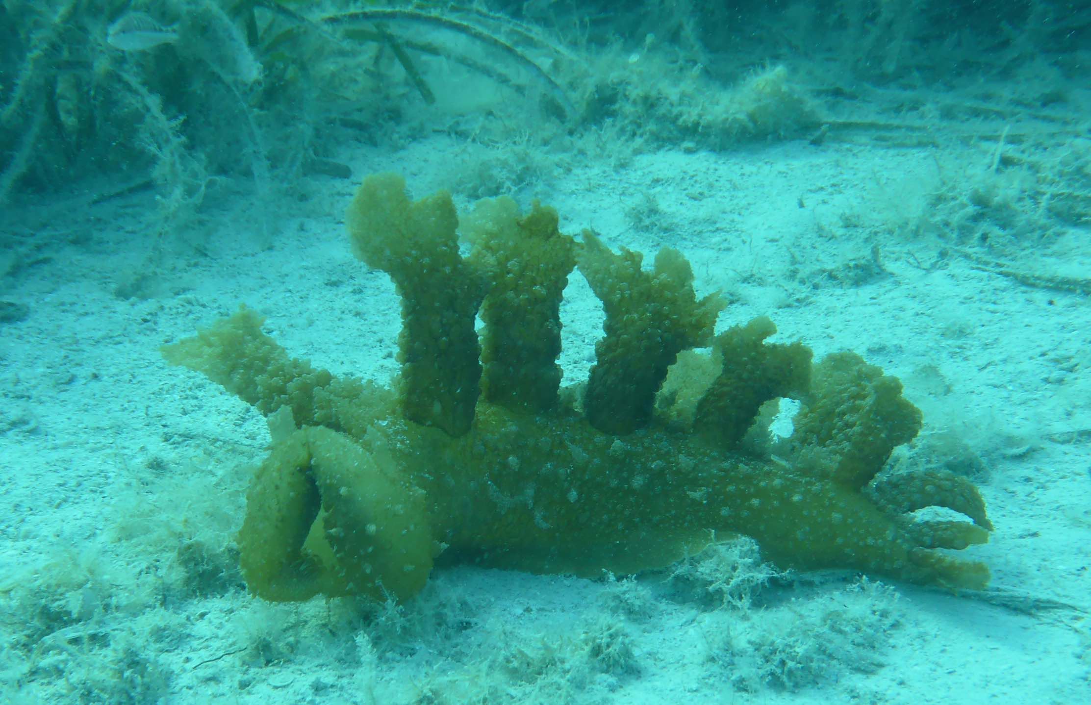 Melibe viridis da Korčula (Croazia)