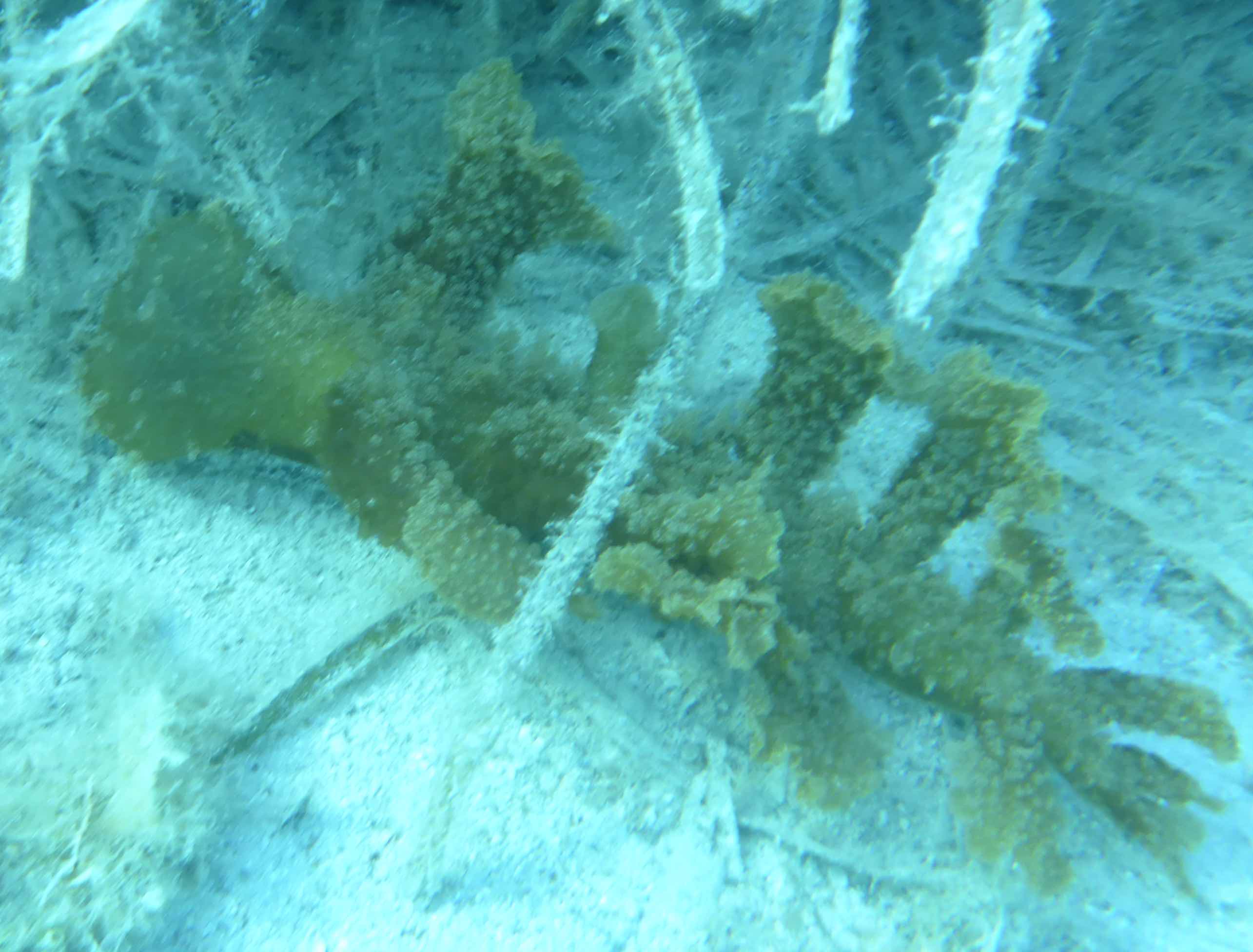 Melibe viridis da Korčula (Croazia)