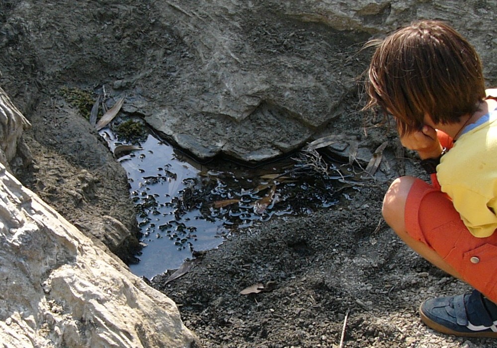 Pelophylax cerigensis, & Co.
