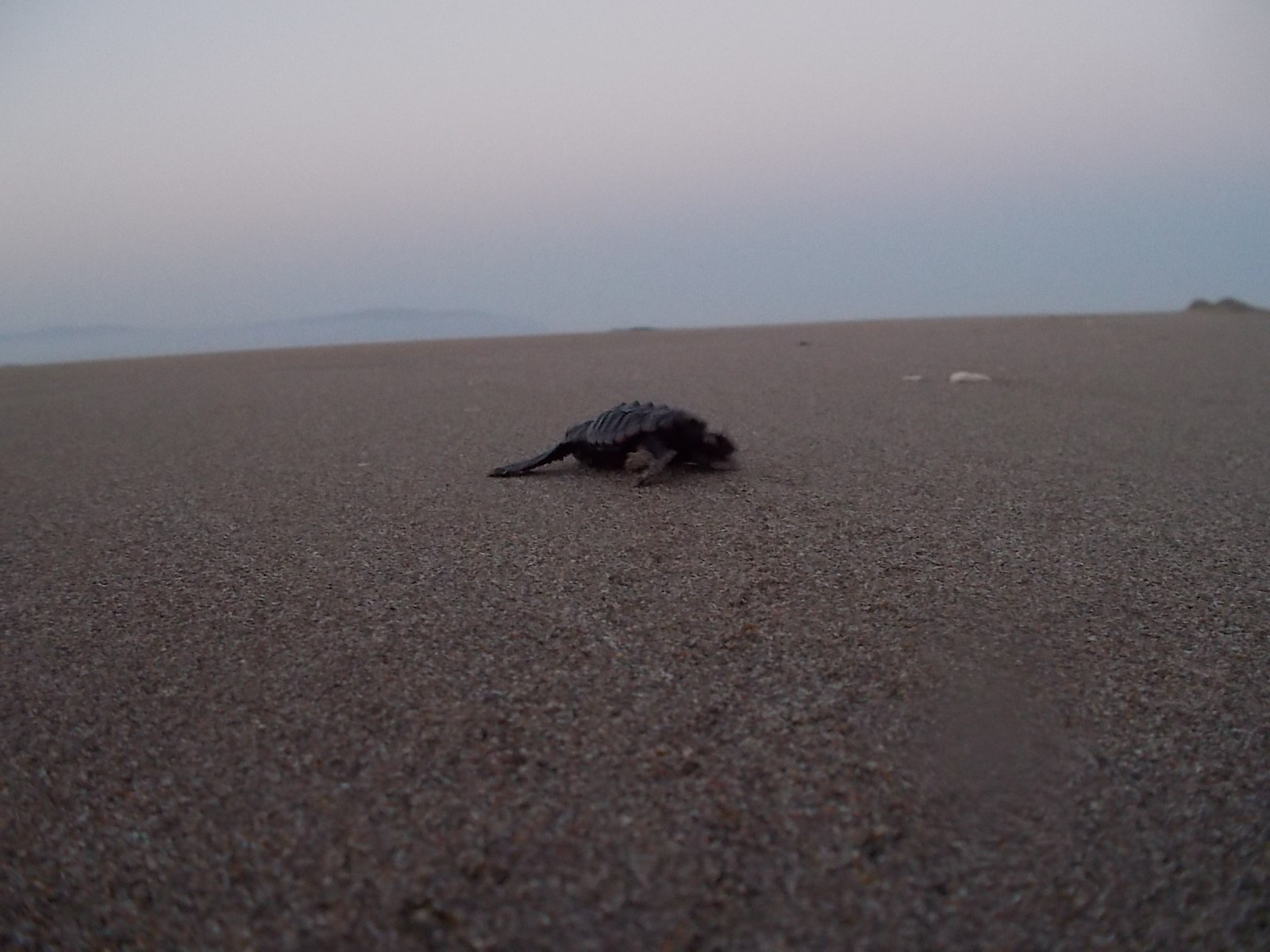 schiusa di Caretta caretta a Cefalonia