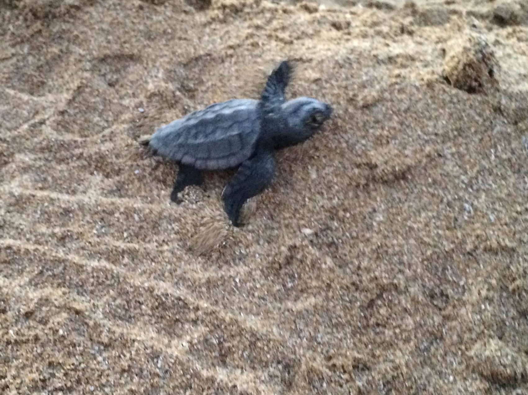 schiusa di Caretta caretta a Cefalonia