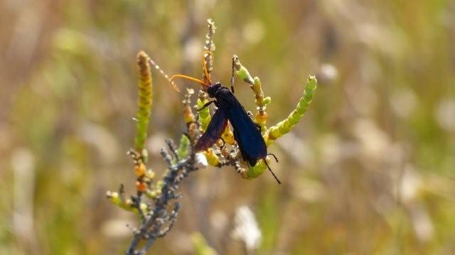 Pompilidae nero con antenne gialle: cfr Cyphononyx bretonii