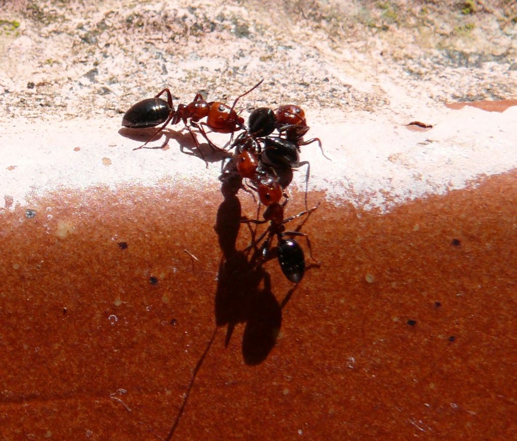 Groviglio di formiche Camponotus lateralis