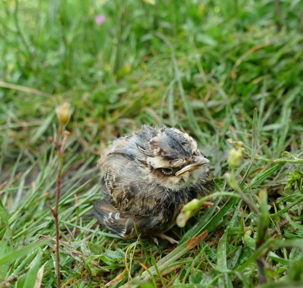 Identificazione giovane individuo di...