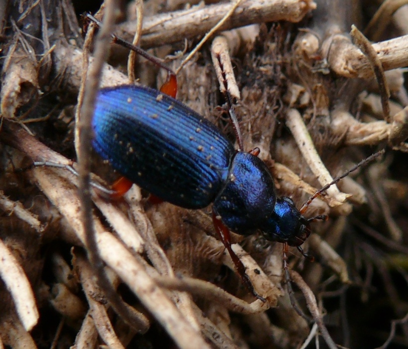 Dinodes decipiens, Carabidae